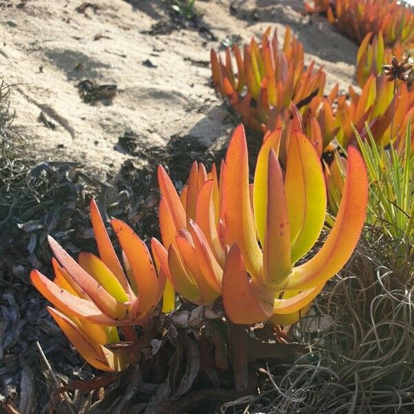 Carpobrotus edulis 花