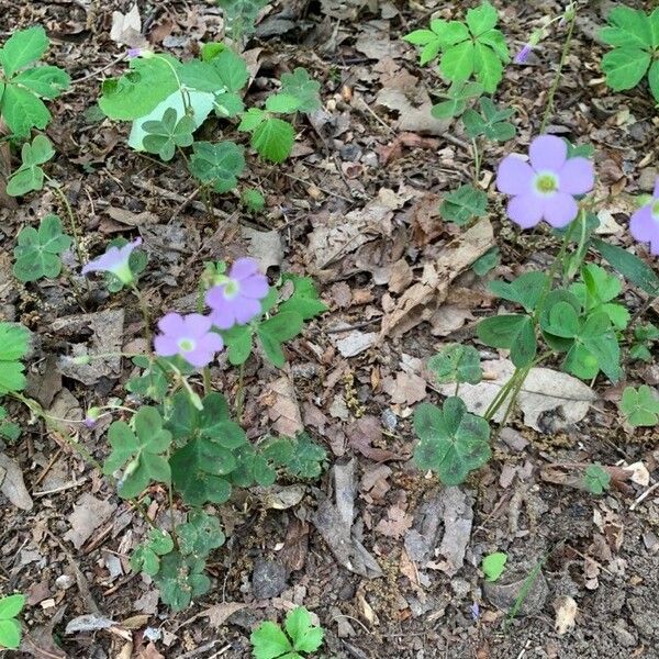 Oxalis violacea Květ