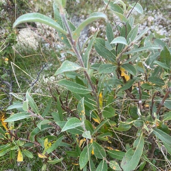 Salix glauca Leaf