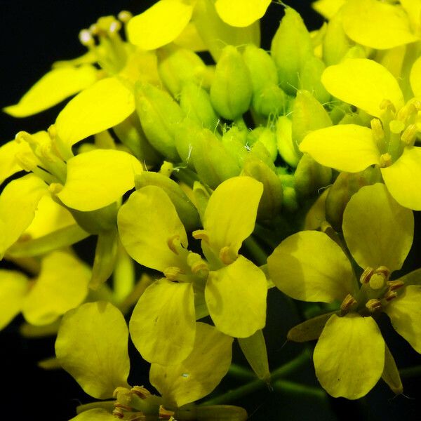 Sisymbrium loeselii Flower