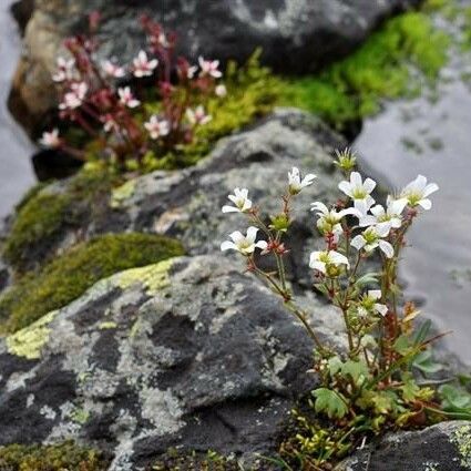 Saxifraga cernua Pokrój