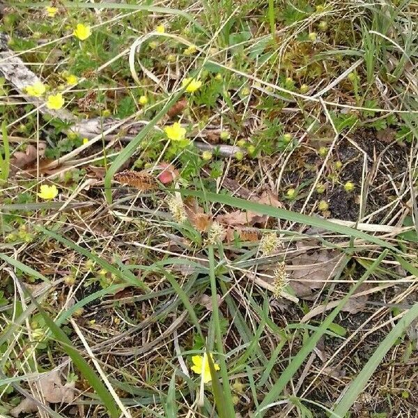 Carex flacca Habit
