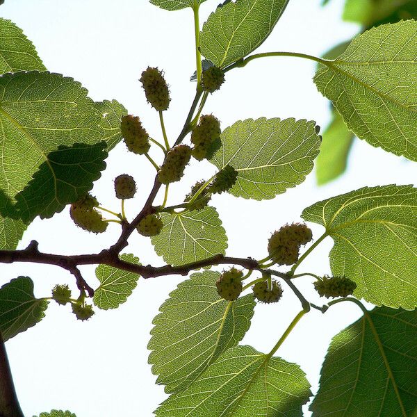 Morus nigra Lehti