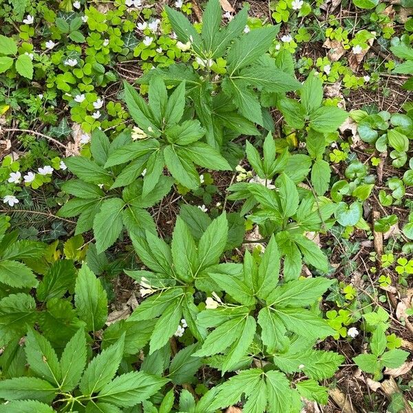 Cardamine enneaphyllos Habit