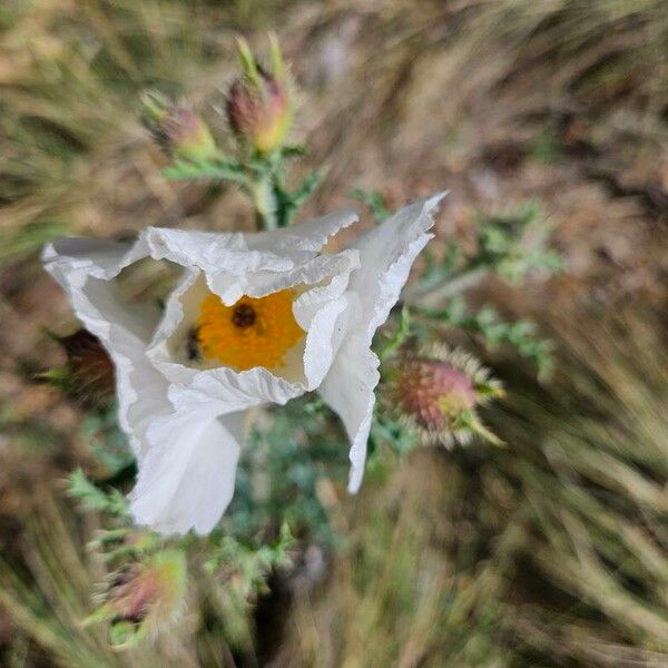 Argemone albiflora Blomst