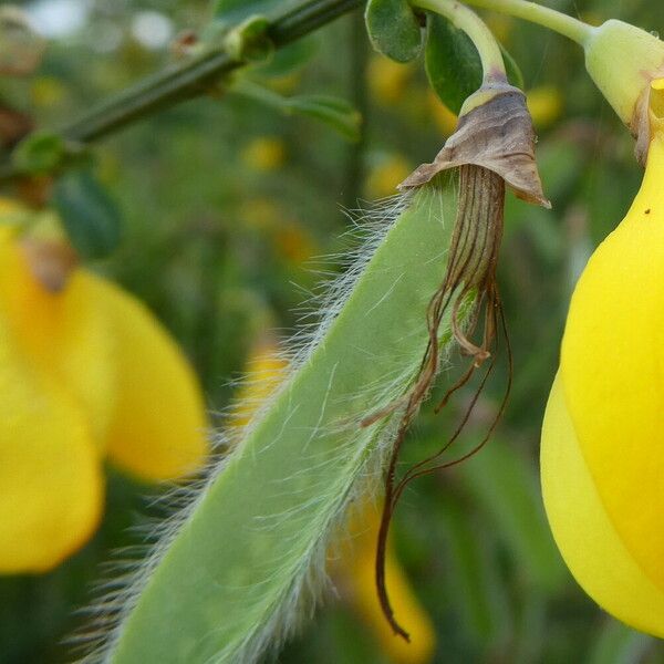 Cytisus scoparius Fruit