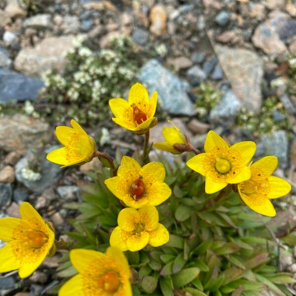 Saxifraga hirculus Kwiat