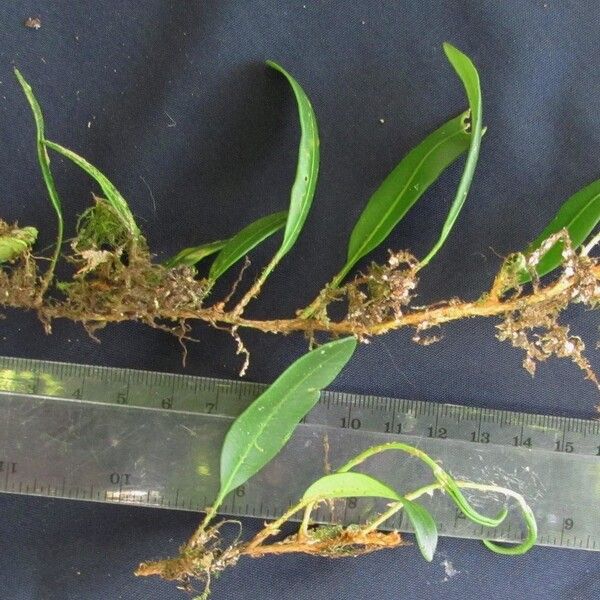 Elaphoglossum revolutum