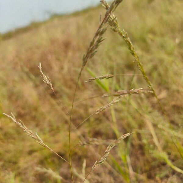 Eragrostis curvula Flower