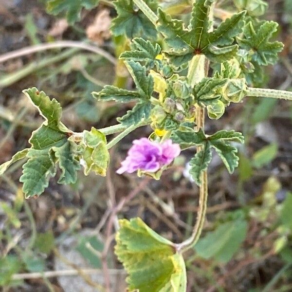 Malva nicaeensis Floare