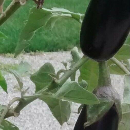 Solanum melongena Плод