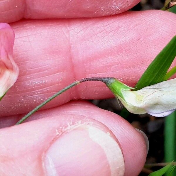 Lathyrus nissolia 花