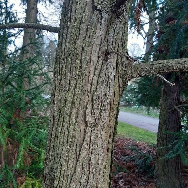 Cunninghamia lanceolata Écorce