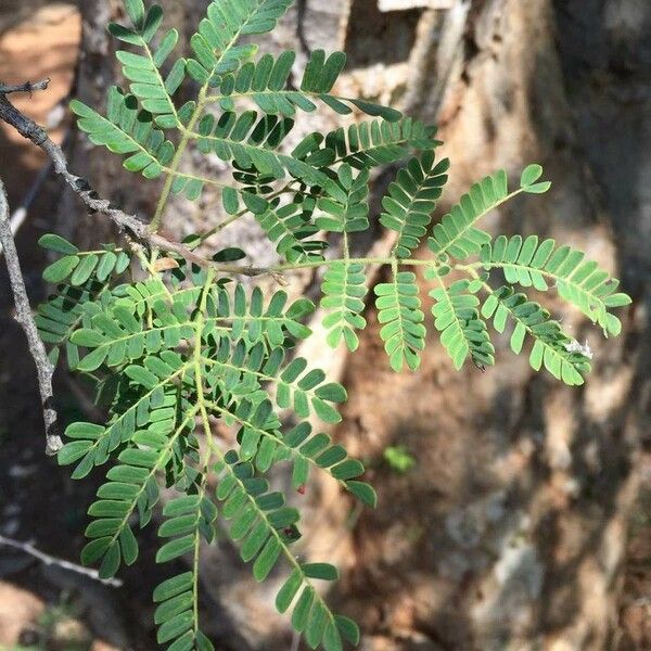 Albizia forbesii Blad