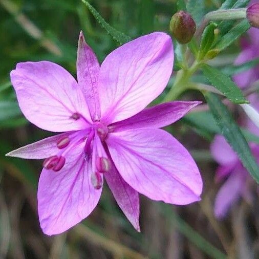 Epilobium dodonaei Flower