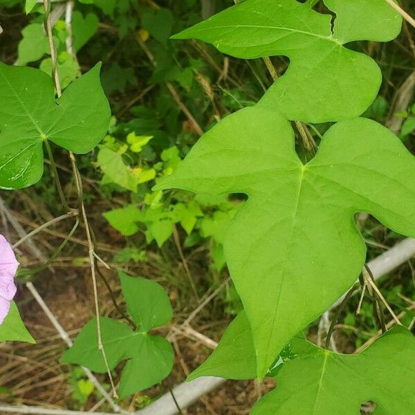 Ipomoea cordatotriloba Fuelha