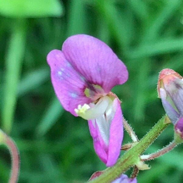 Desmodium incanum Virág