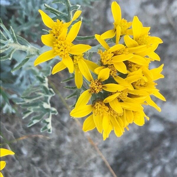 Jacobaea incana Flower