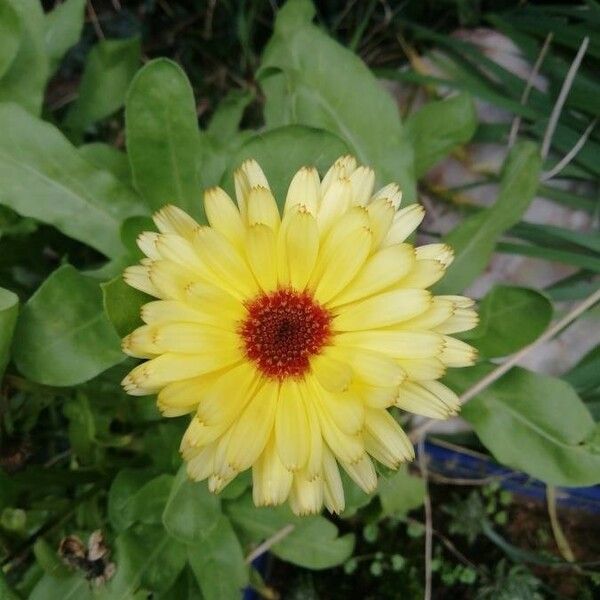 Calendula algeriensis Floare