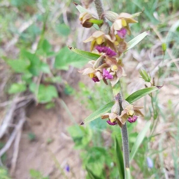 Epipactis atrorubens Цвят