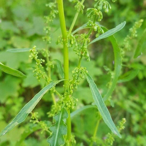 Rumex crispus 花