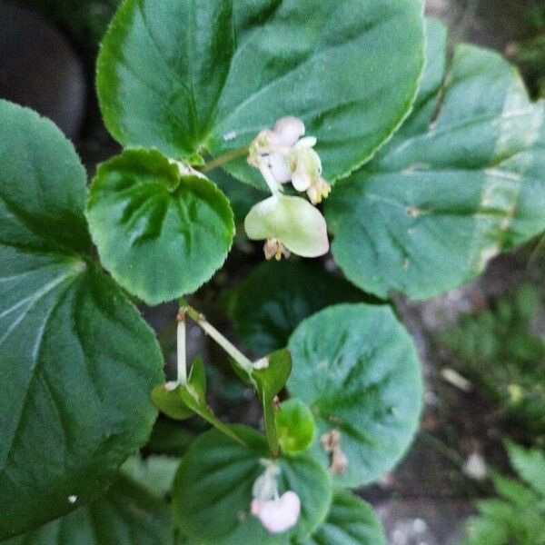 Begonia hirtella Blomma