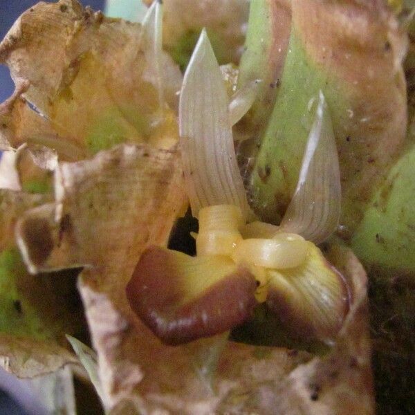 Calathea guzmanioides Fruit