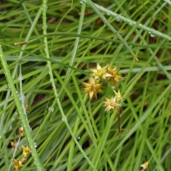 Carex echinata Floare