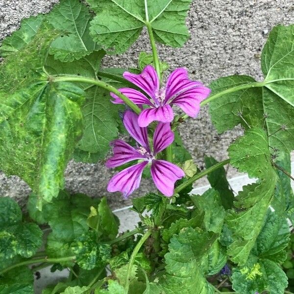 Malva setigera Blatt