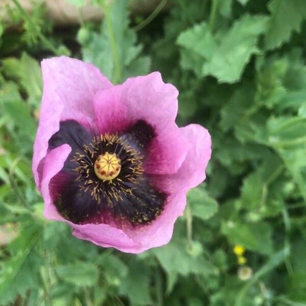 Papaver somniferum Flor