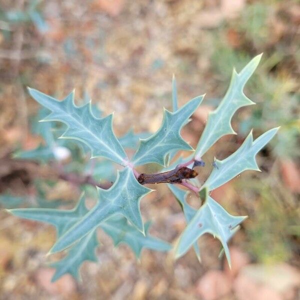 Berberis trifoliolata Ліст