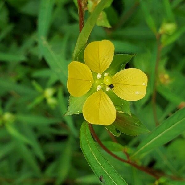 Ludwigia alternifolia Flor