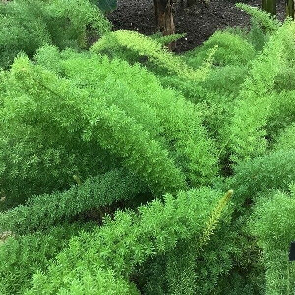 Asparagus densiflorus Costuma