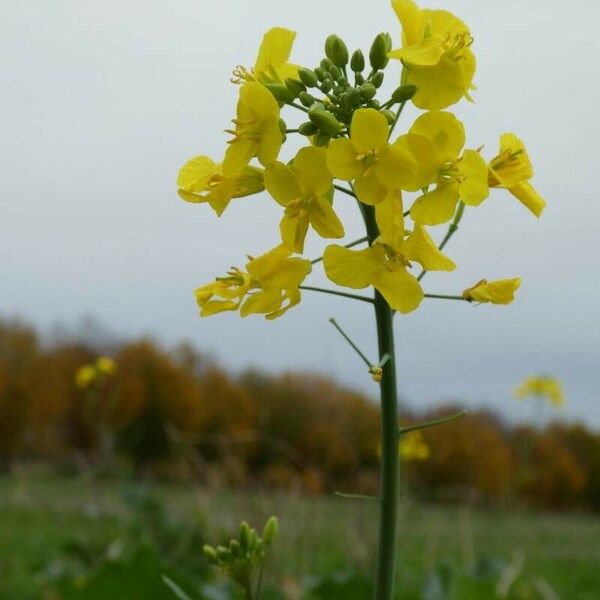 Brassica napus Cvet