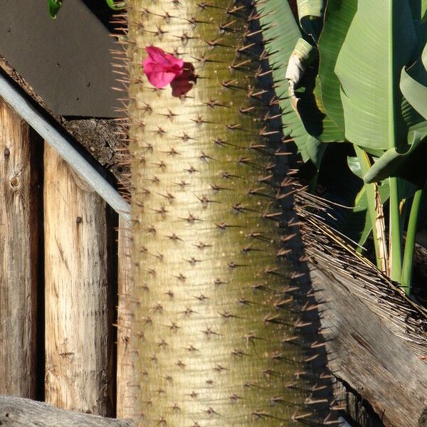Pachypodium geayi 樹皮