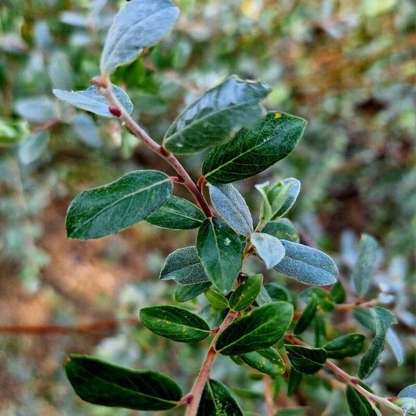 Salix repens Leaf