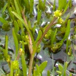 Ranunculus nodiflorus Flower