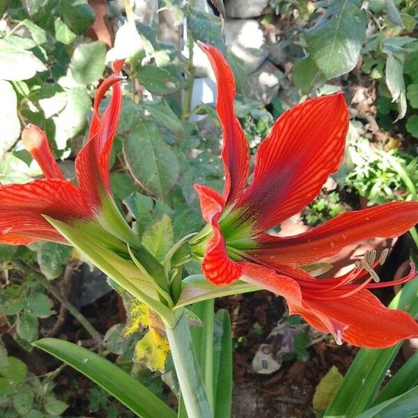 Hippeastrum puniceum Blomma