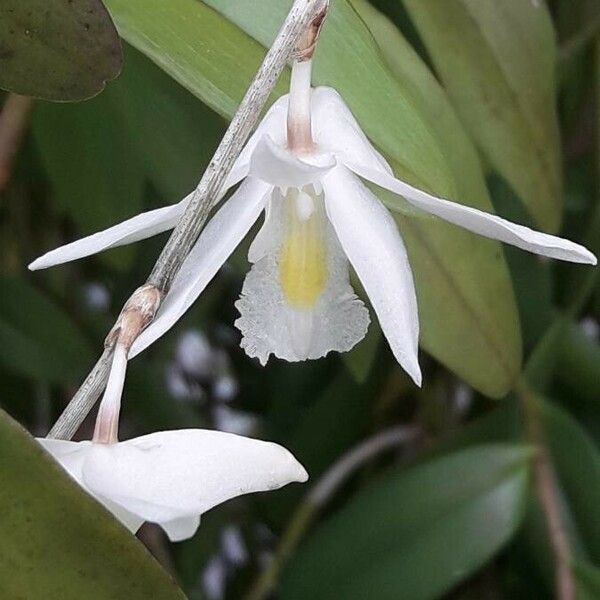 Dendrobium crumenatum Flower