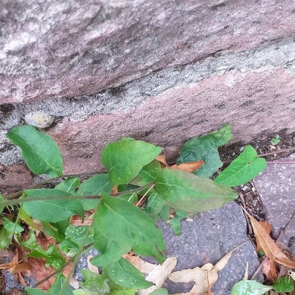 Fallopia convolvulus Blatt