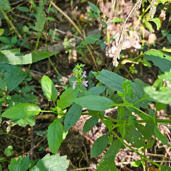 Stachys tenuifolia Cvet