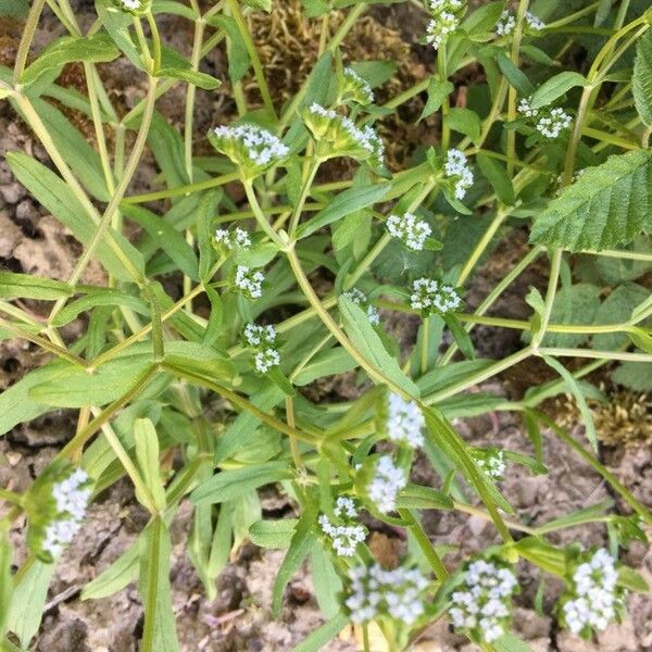 Valeriana locusta Лист