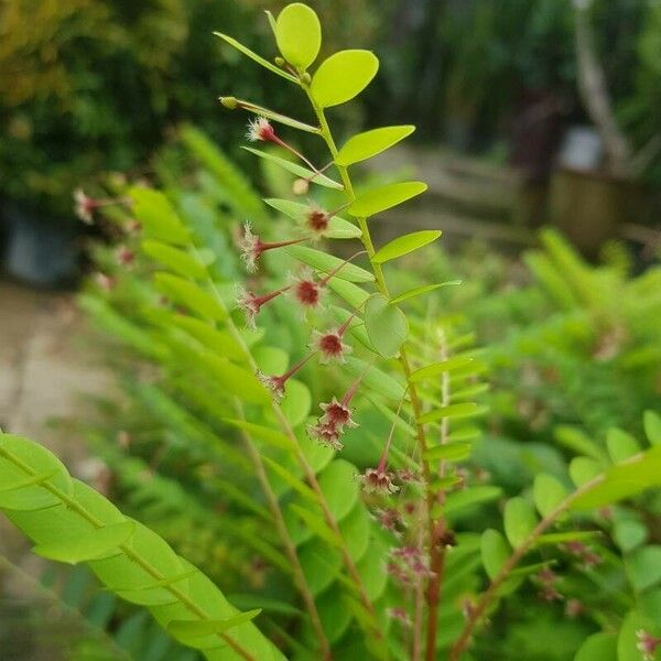 Phyllanthus pulcher Floare