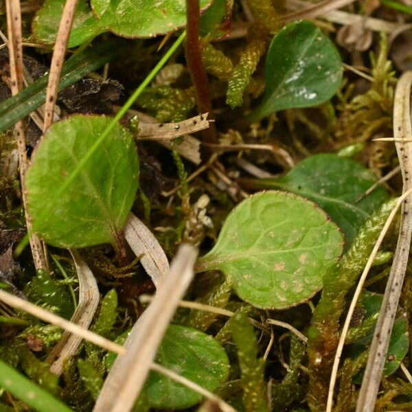 Pyrola chlorantha পাতা