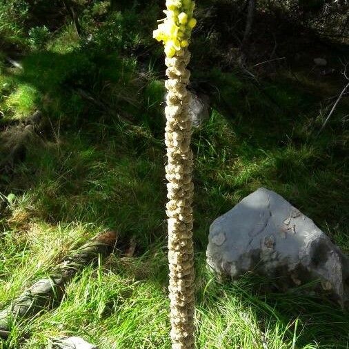 Verbascum thapsus Natur
