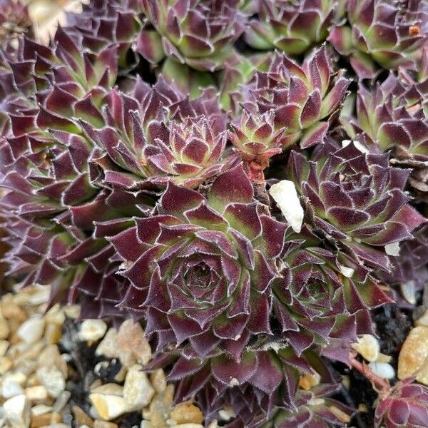 Sempervivum tectorum Листок