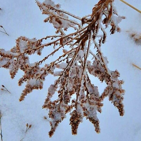 Solidago altissima Φρούτο