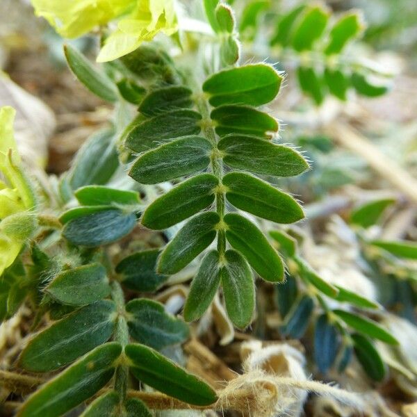 Tribulus cistoides Blatt