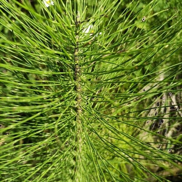 Equisetum telmateia Hostoa