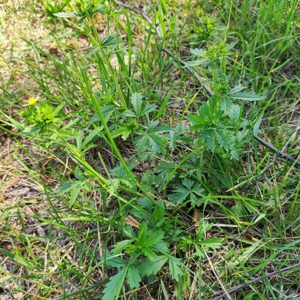 Potentilla intermedia Habit